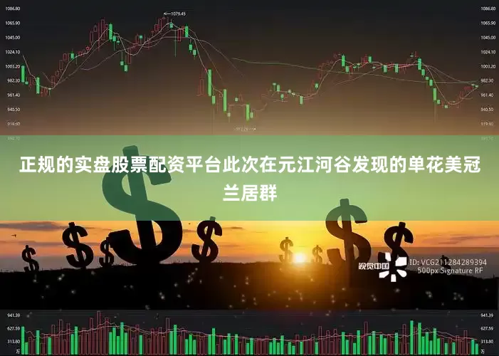 正规的实盘股票配资平台此次在元江河谷发现的单花美冠兰居群